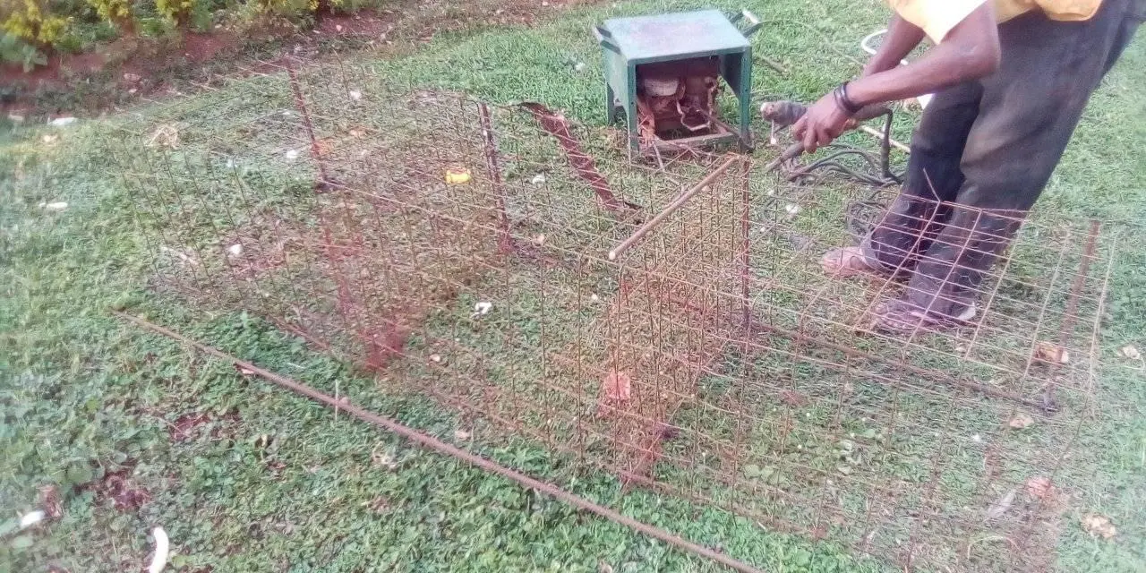 Zarf Avocado Seedlings