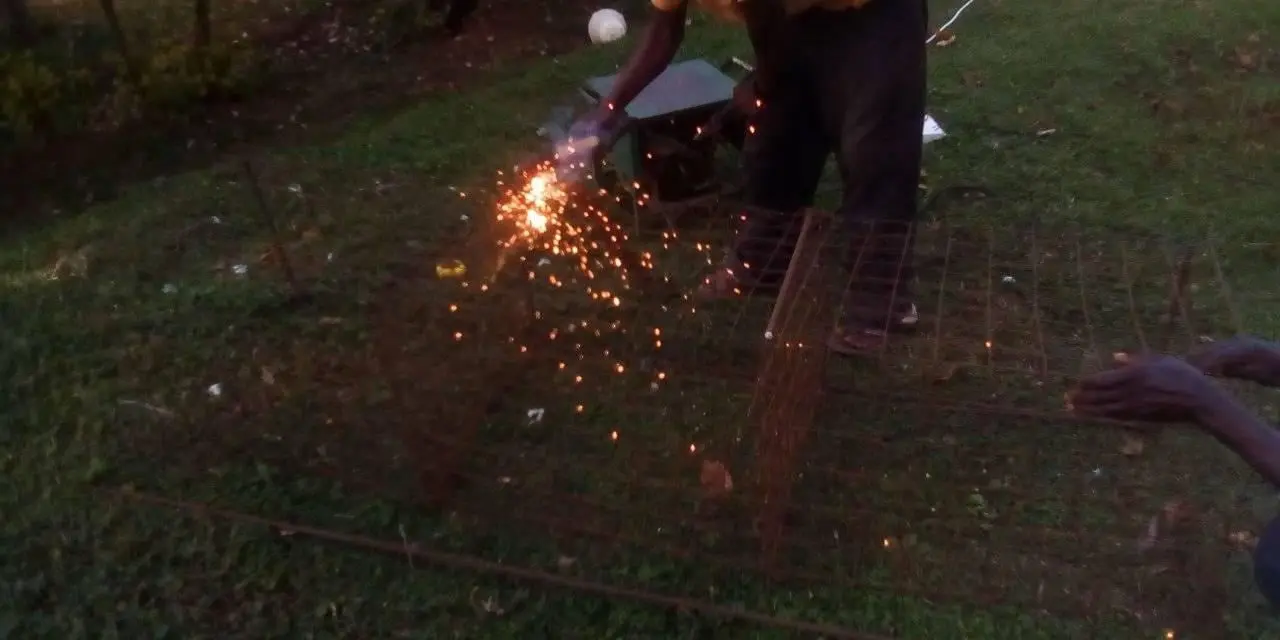 Zarf Avocado Seedlings