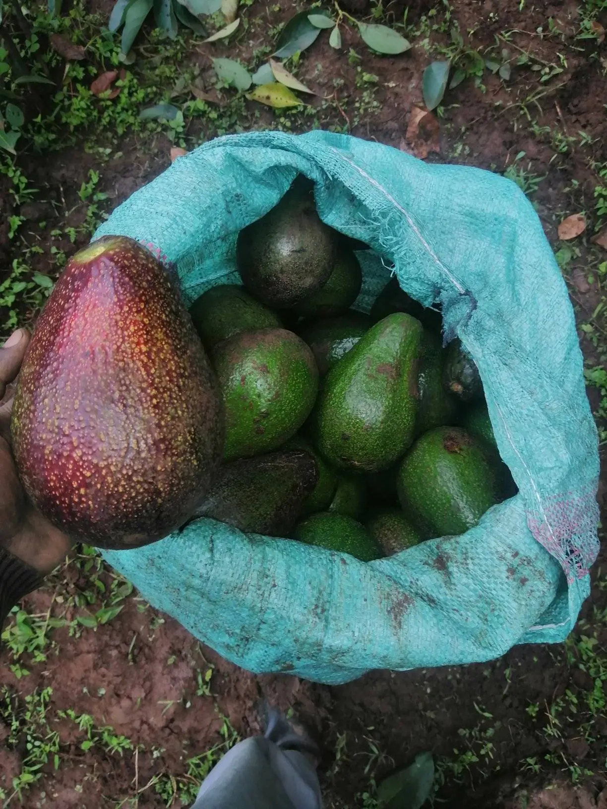 Zesa pond lid predator control