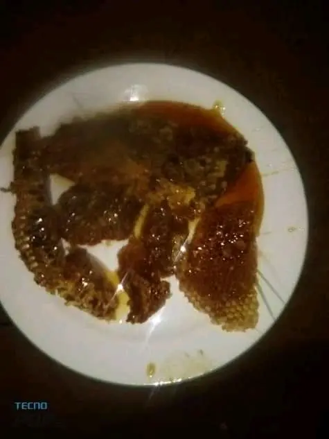 Zarf duck geese poultry