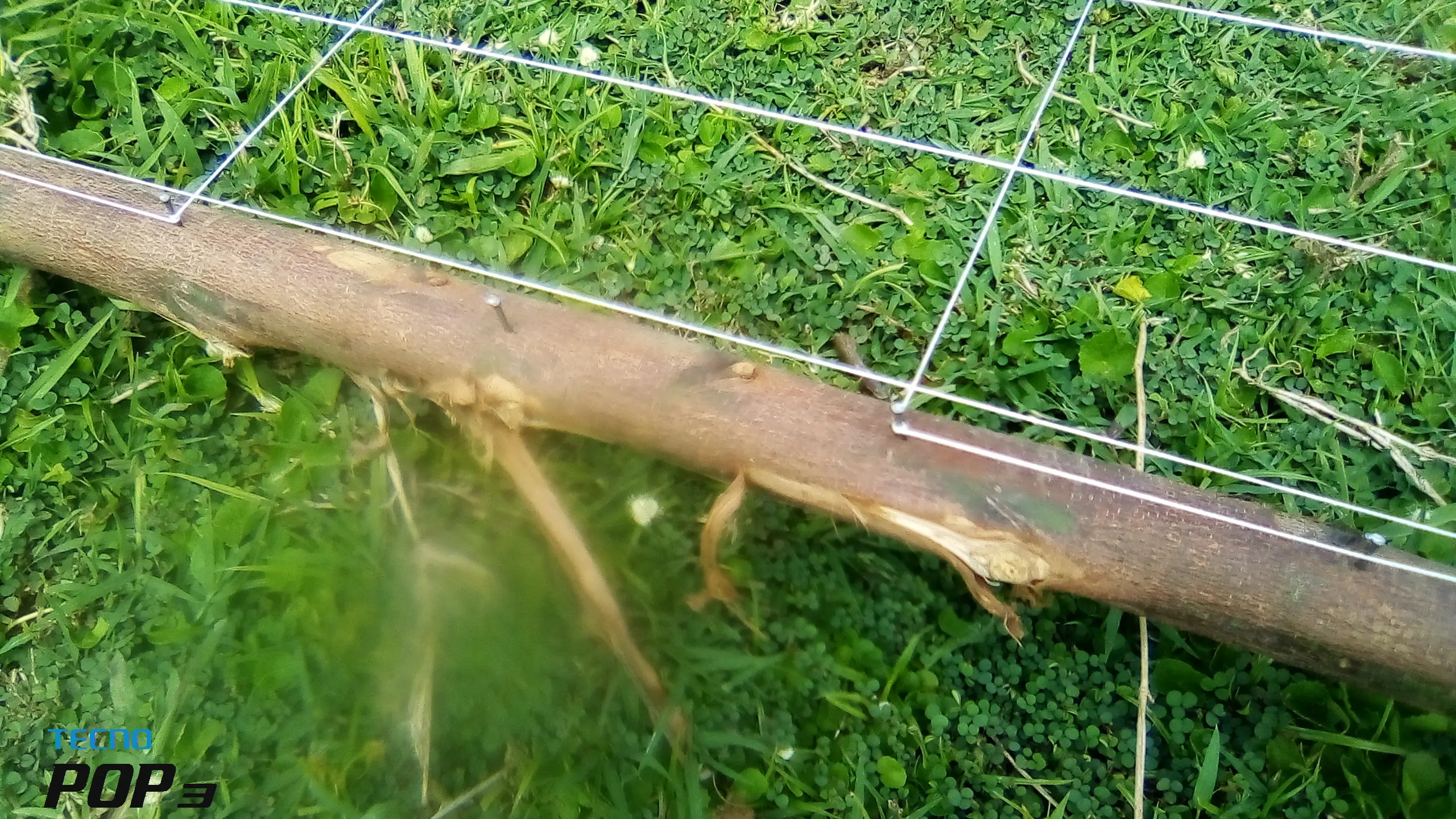 Zesa pond lid predator control