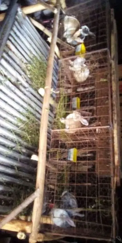 Zarf Avocado Seedlings