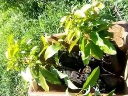 Zarf Avocado Seedlings