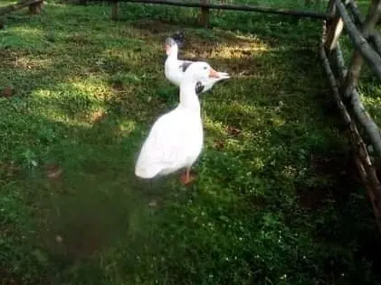 Zarf duck geese poultry