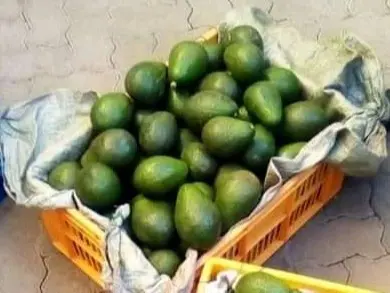 Zarf Hass Fuerte Avocados
