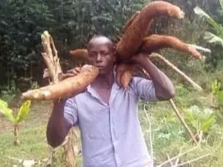 Zarf ndovu muhogo (cassava)